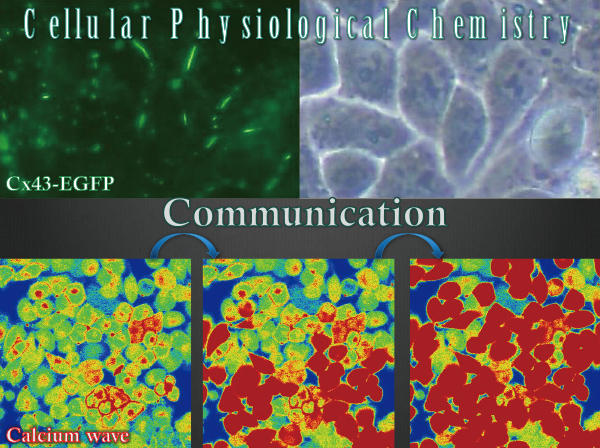 分子細胞機能学分野研究活動写真1
