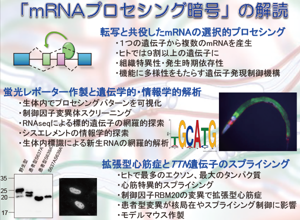 遺伝子発現制御学研究活動写真2